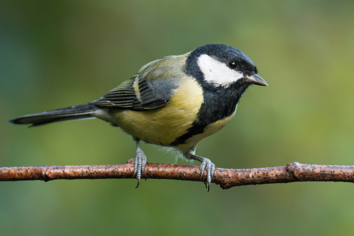 Mésange charbonnière sur une branche